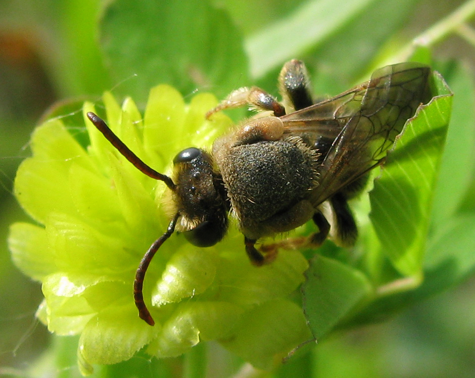 Apidae Halictinae